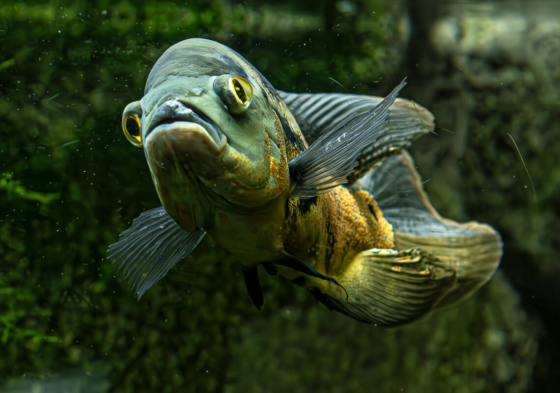 Аквариумные рыбки - Михаил Измайлов