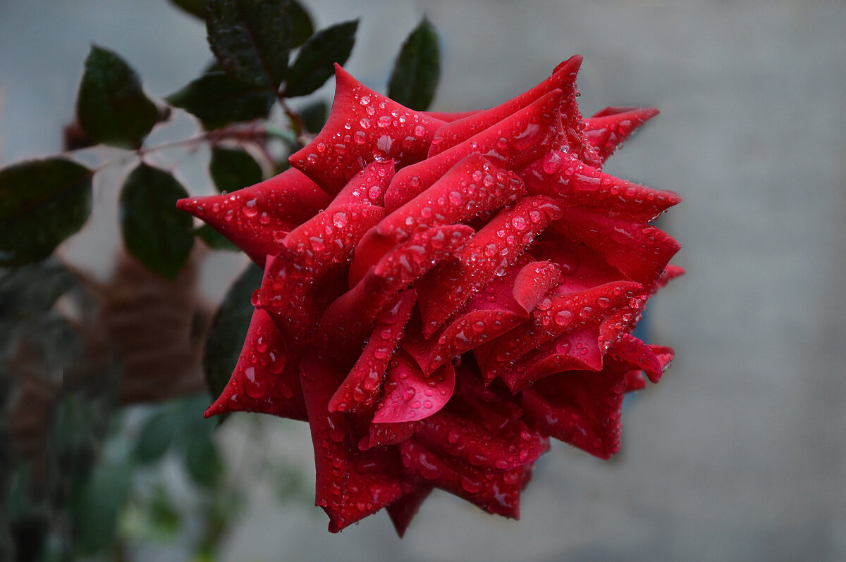 Начало декабря....после дождя... - Надежда Куркина Начало декабря....после дождя... - Надежда Куркина