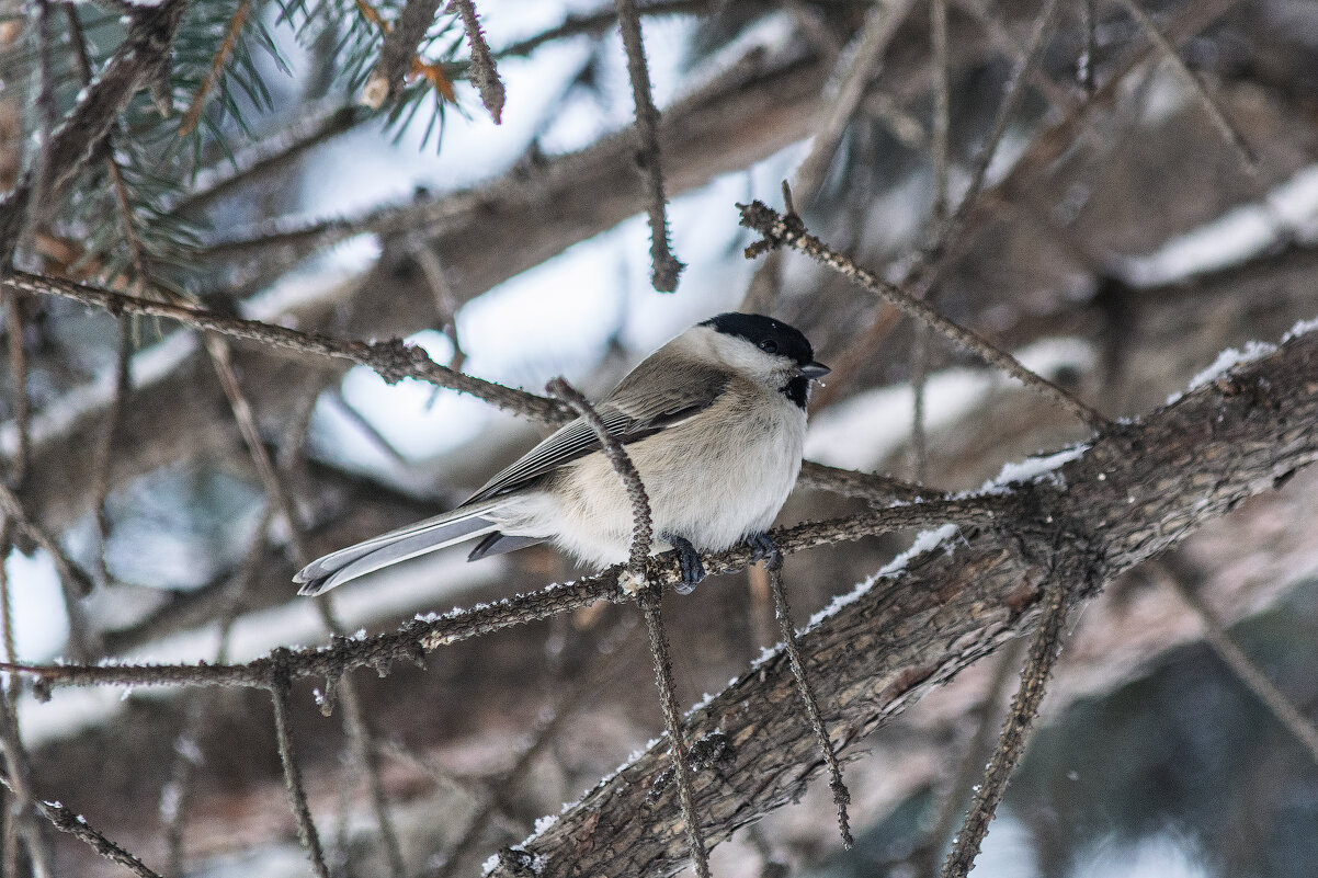 *** - Виктор Иванович Чернюк