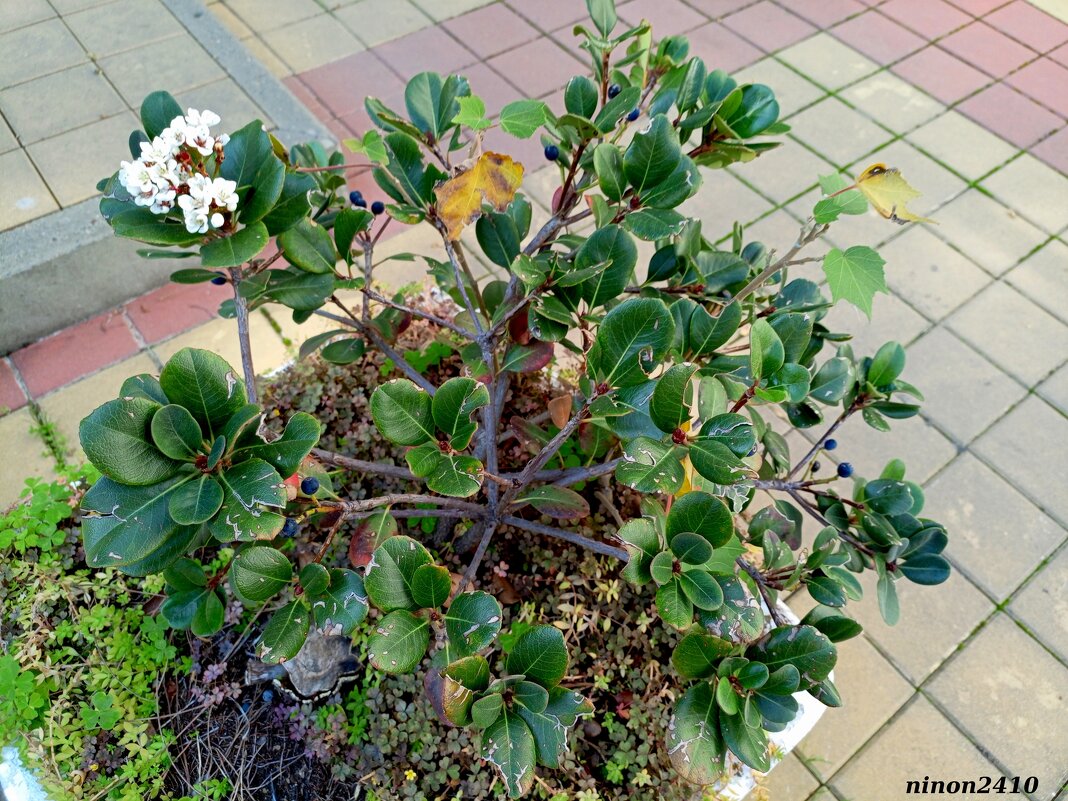 Адлер... ноябрь... - Нина Бутко