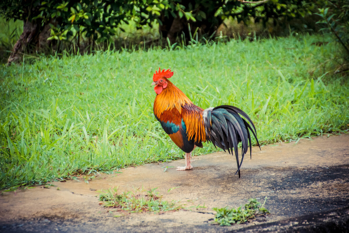 Петушек - Максим 