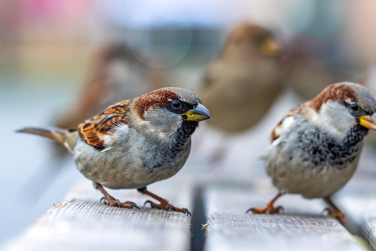 Воробей. - Анатолий. Chesnavik.