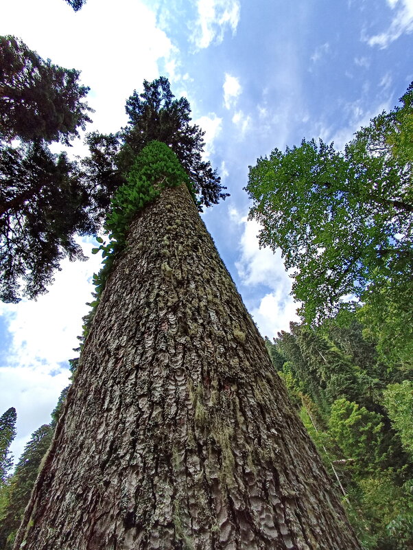 Гигант - Павел Трунцев