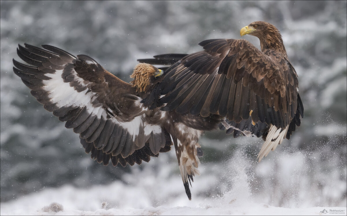 FIGHT ! - Влад Соколовский