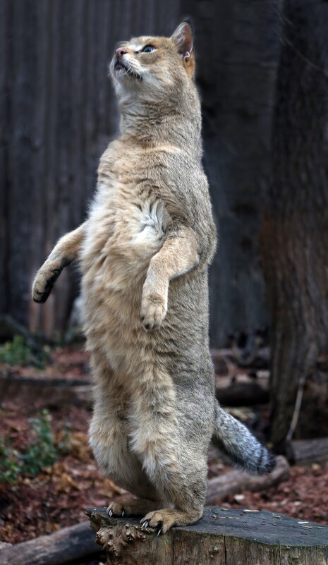 Камышовый - Михаил Бибичков