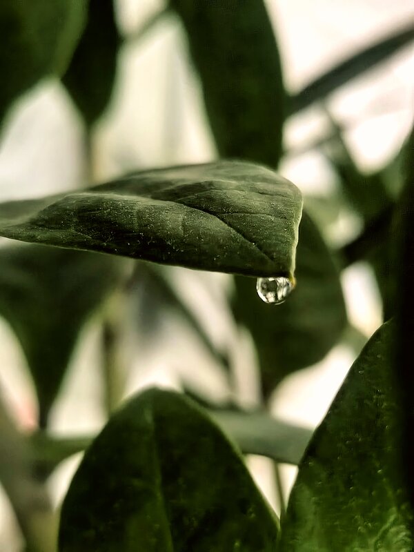 Утро - Елена 