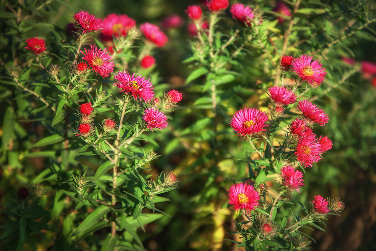 Октябрьские октябринки. - Лилия *