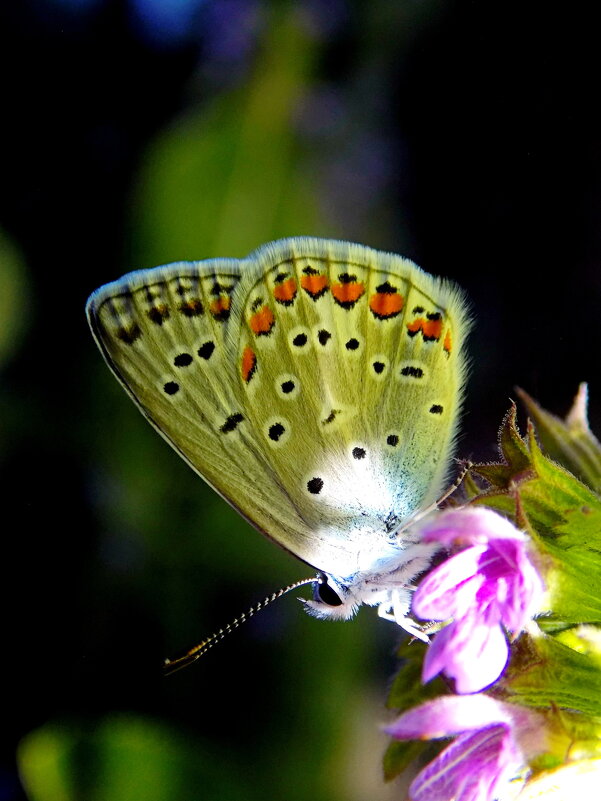 Вечерняя голубянка - Константин Штарк