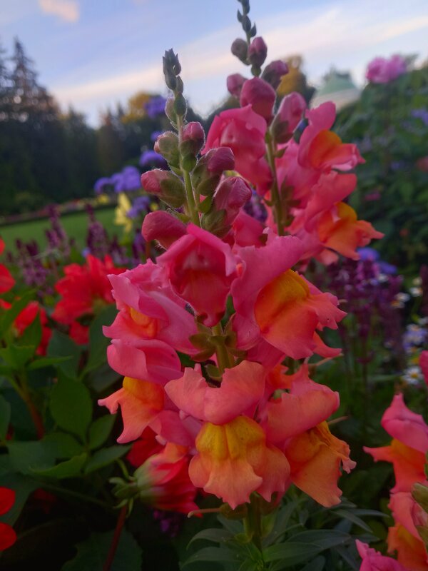 Львиный зев - Сапсан 