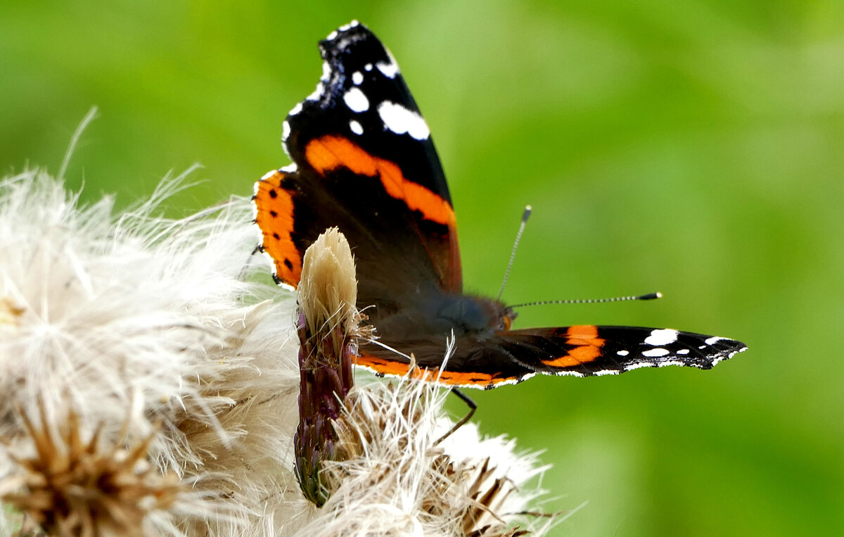 опять про бабочек...132 - Александр Прокудин