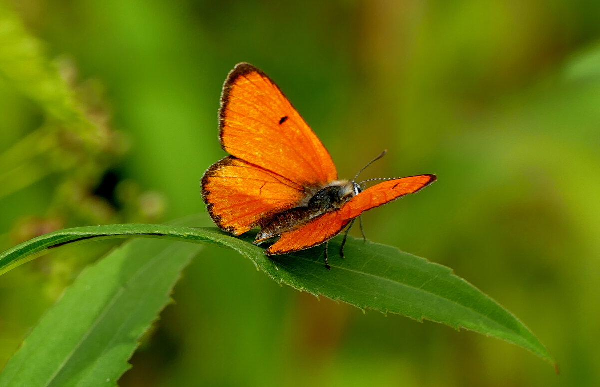 опять про бабочек...134 - Александр Прокудин