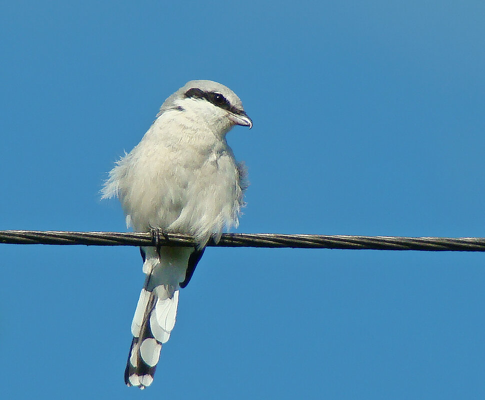 серый сорокопут - gawrilа - dan серый сорокопут - gawrilа - dan