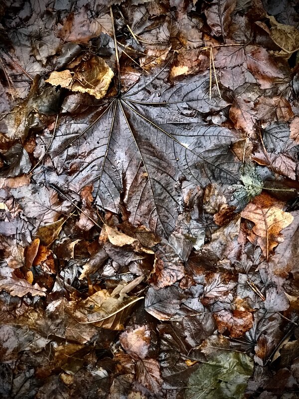 Оттенки бурого… - Любовь 