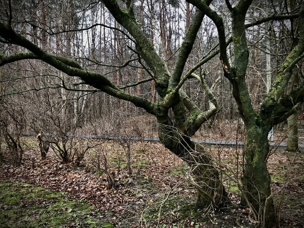 Оголенное изящество. - Любовь 