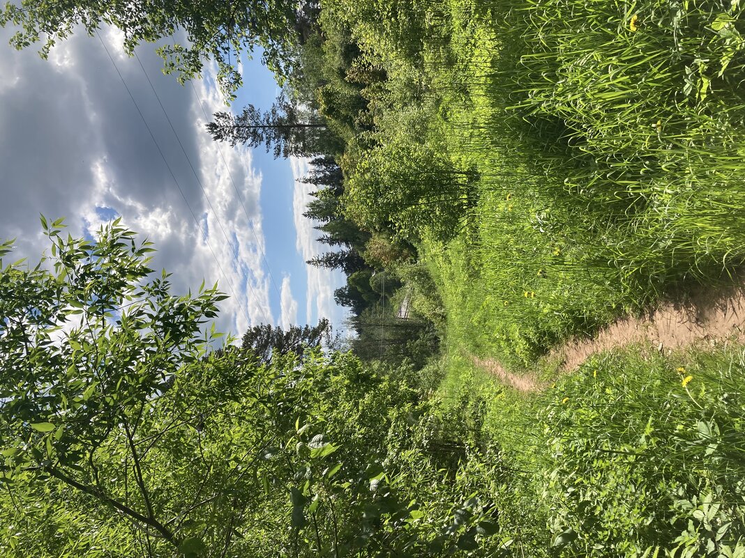 Тропинка - Ольга Савельева 