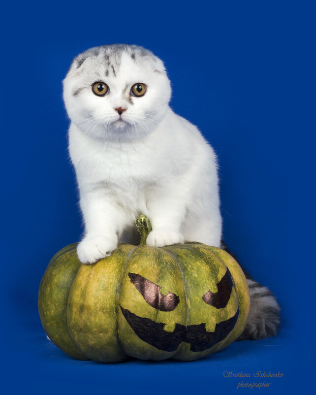 Шотландский вислоухий кот или ско́ттиш-фолд - Светлана Ищенко