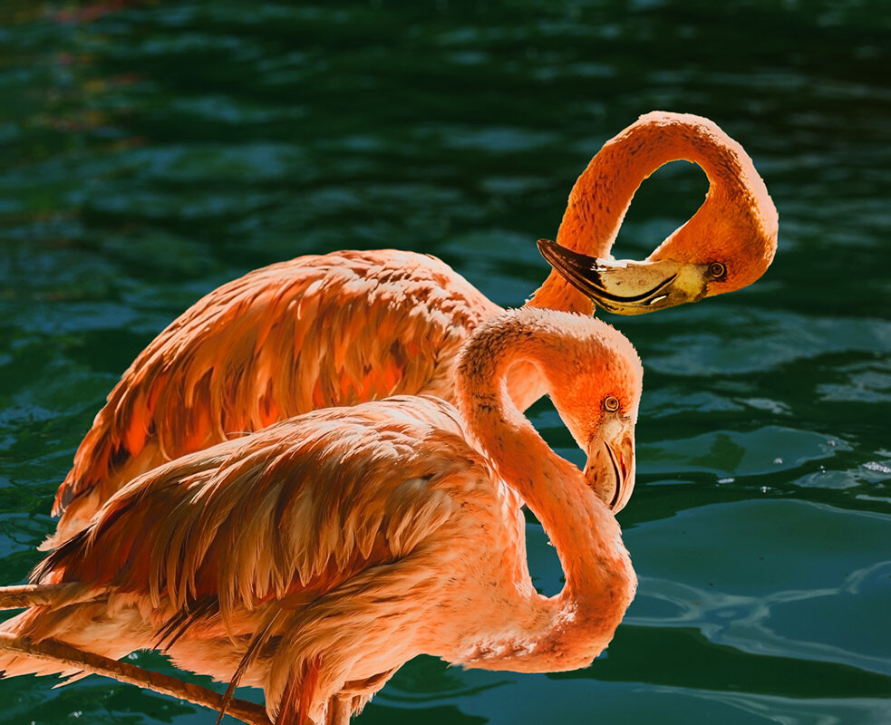 Фламинго - SanSan 