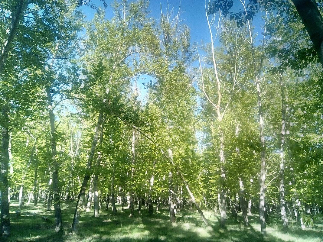 Весна - Георгиевич 