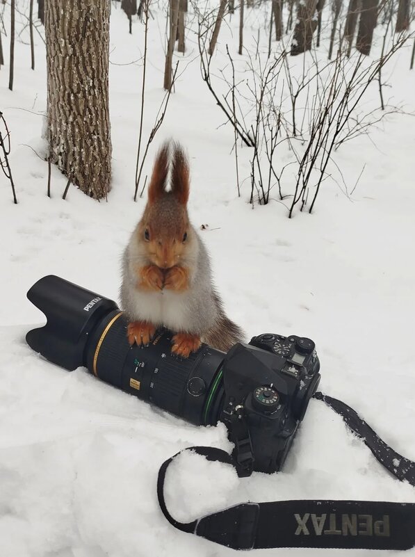 Белка - Михаил Измайлов