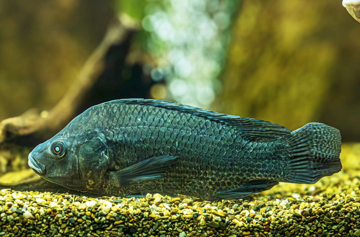 Аквариумные рыбки - Михаил Измайлов