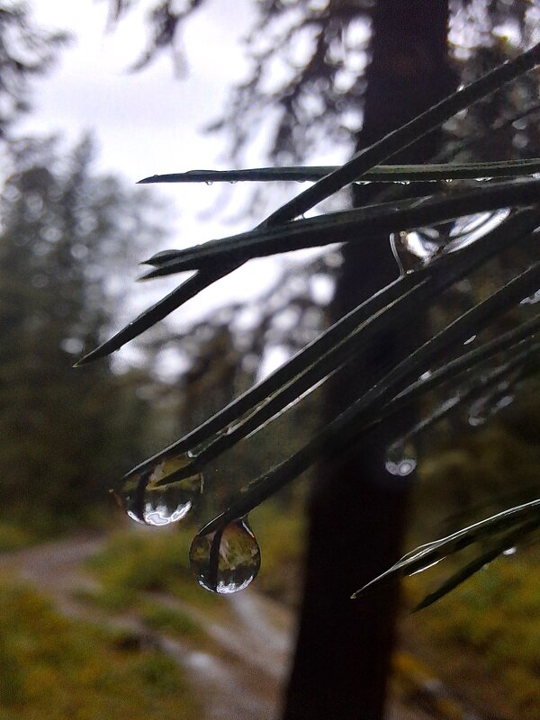 *** - Андрей Л. В. *** - Андрей Л. В.