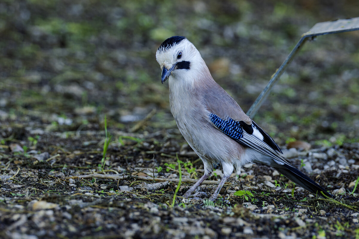 Сойка. - Alexander Amromin