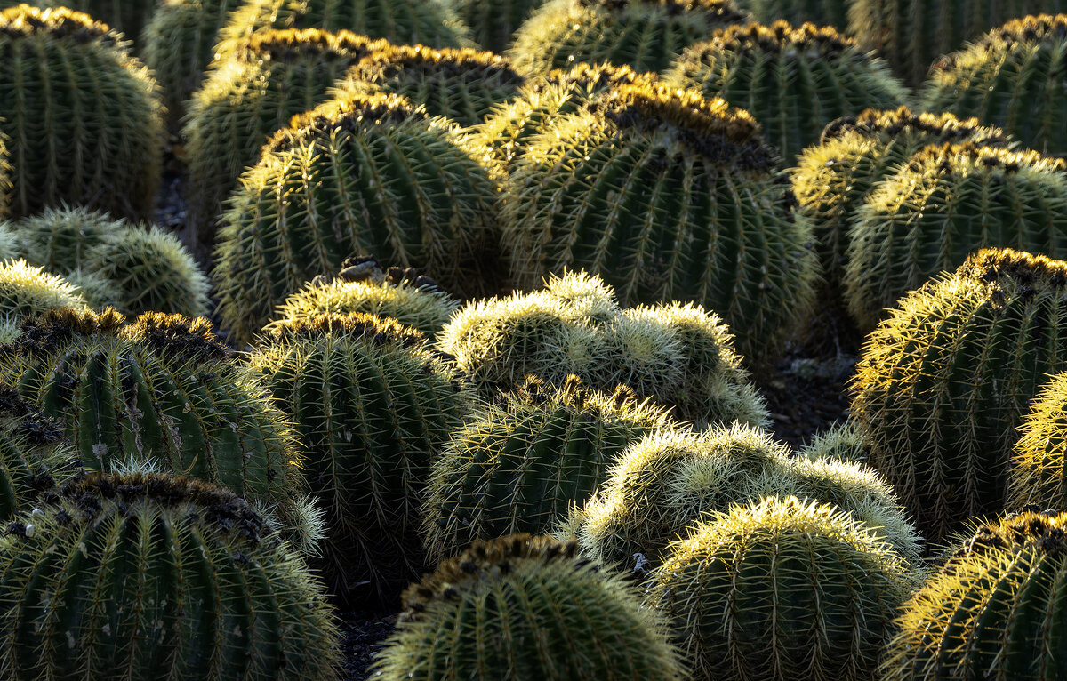 *** - Alexander Amromin