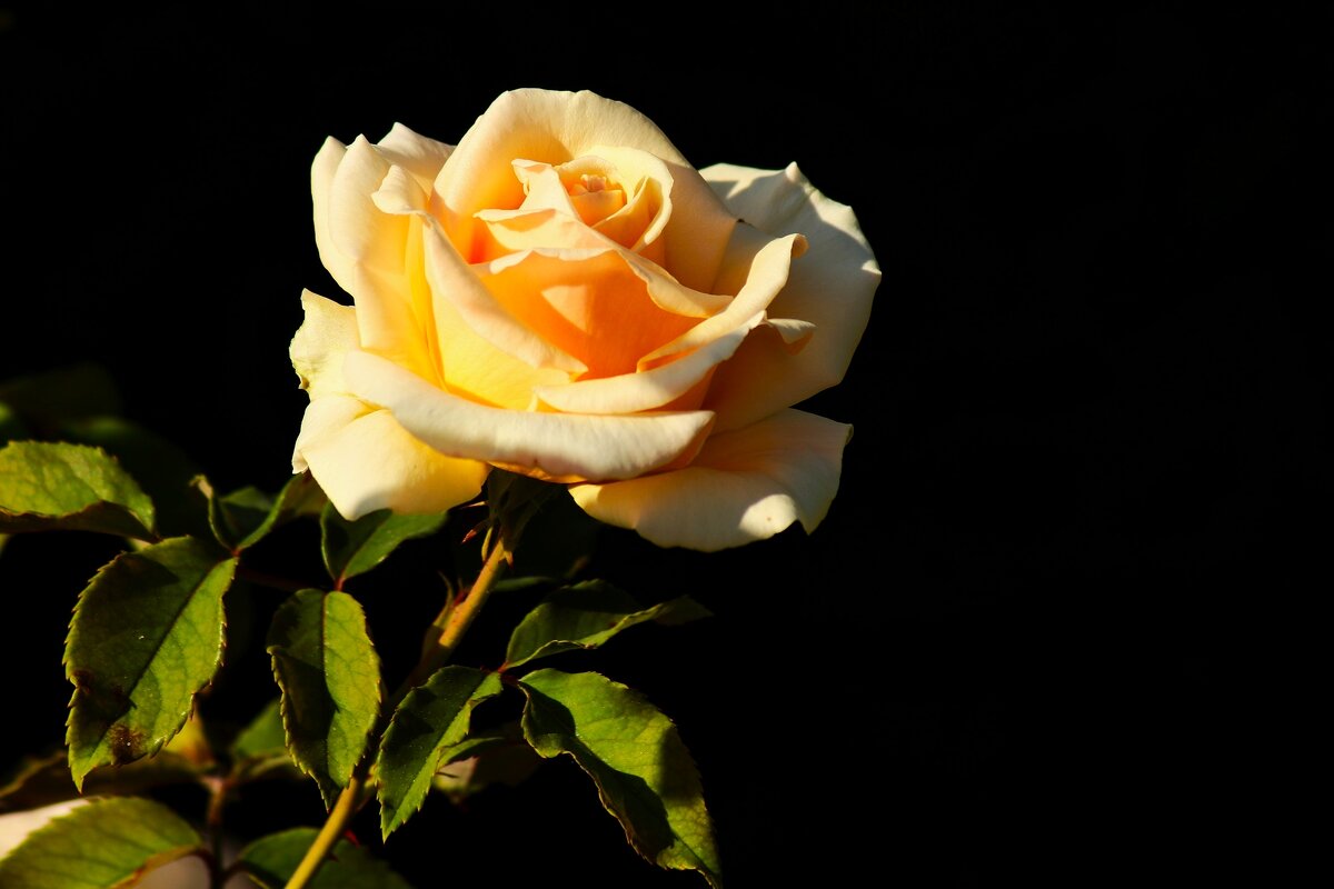 Доброе утро - Юрий. Шмаков