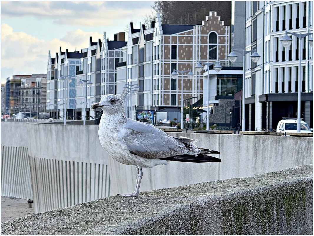 Чайка. - Валерия Комова