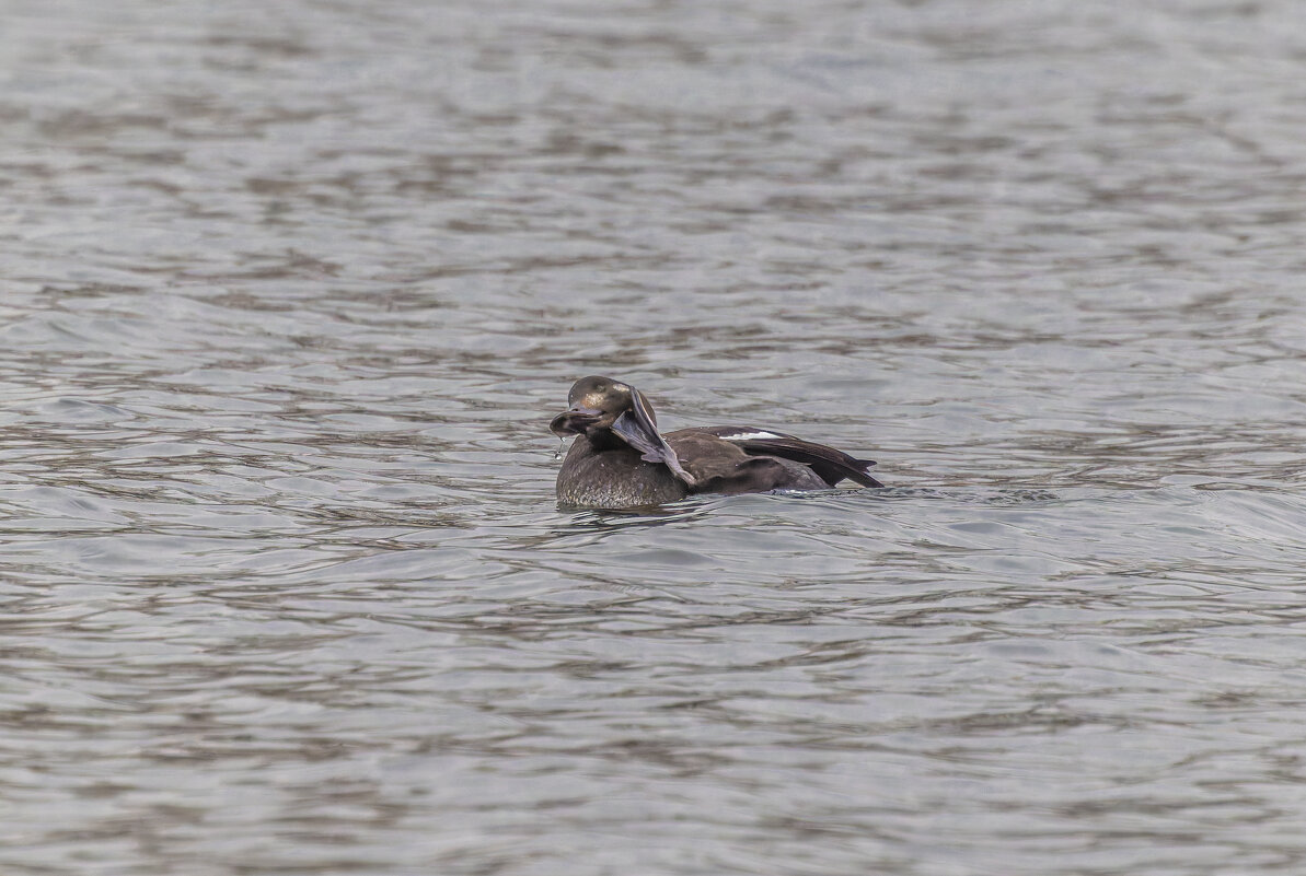 турпан. - юрий макаров