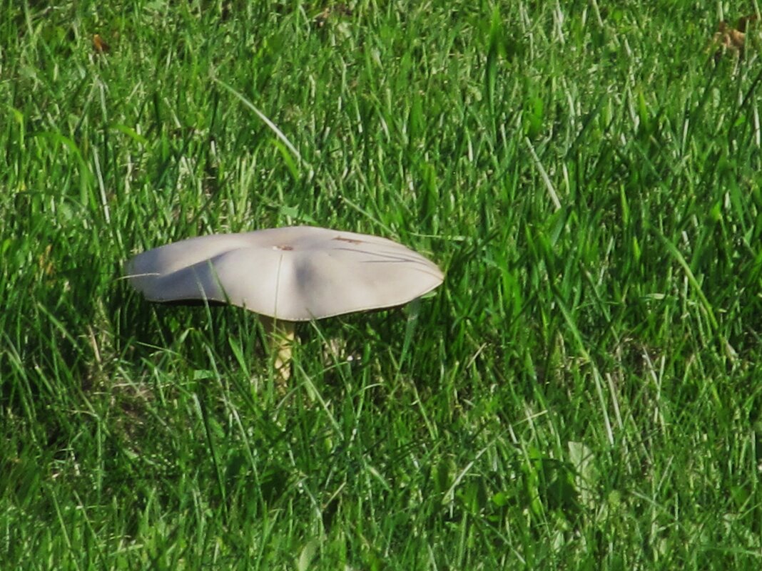 на газоне - Елена Шаламова