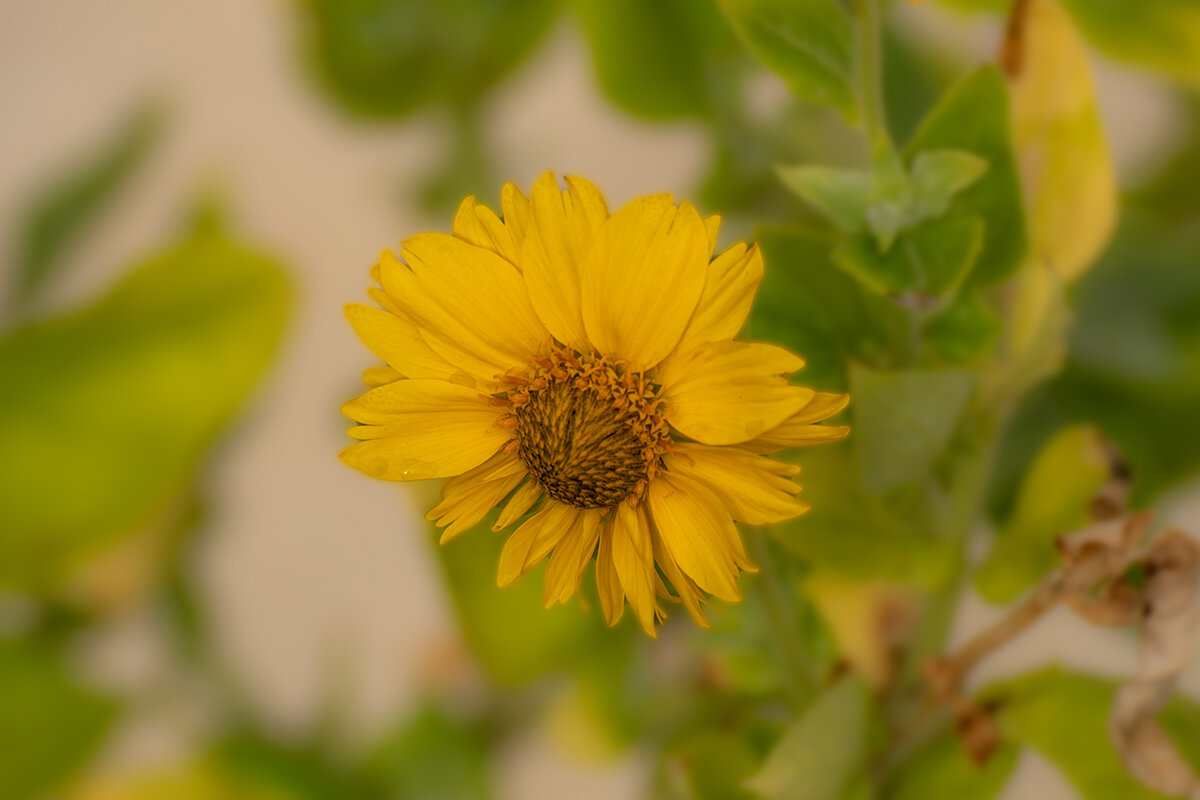 Гелиопсис - Игорь Сикорский