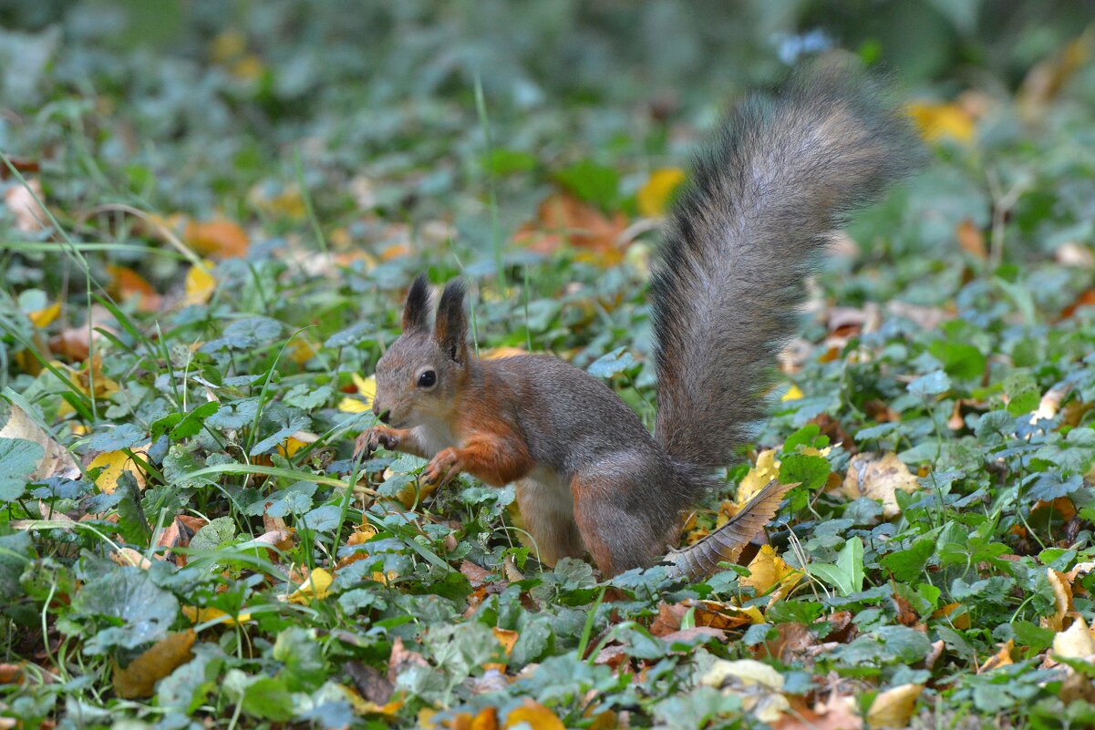 Белка - Константин Анисимов