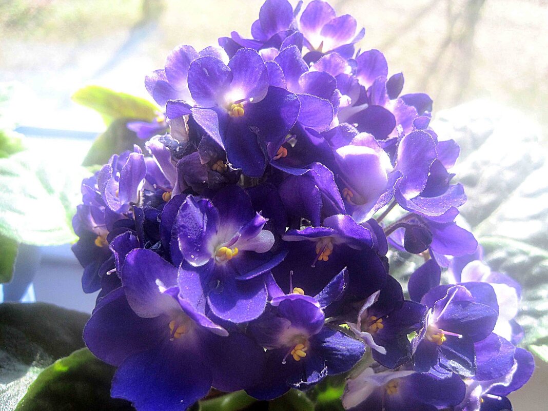 Букет фиалок весной - Елена Семигина