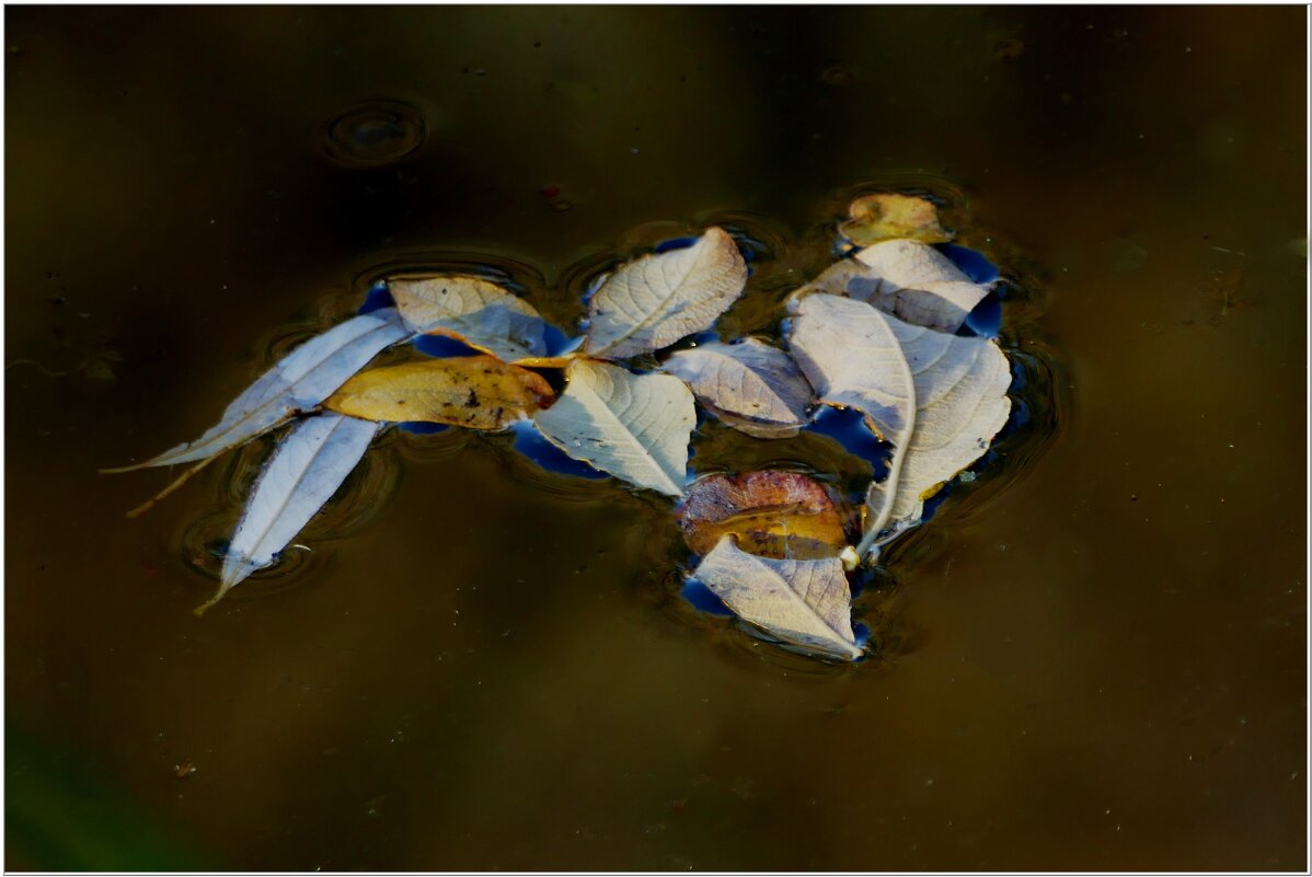 ЭТЮД... - Elvira E. 