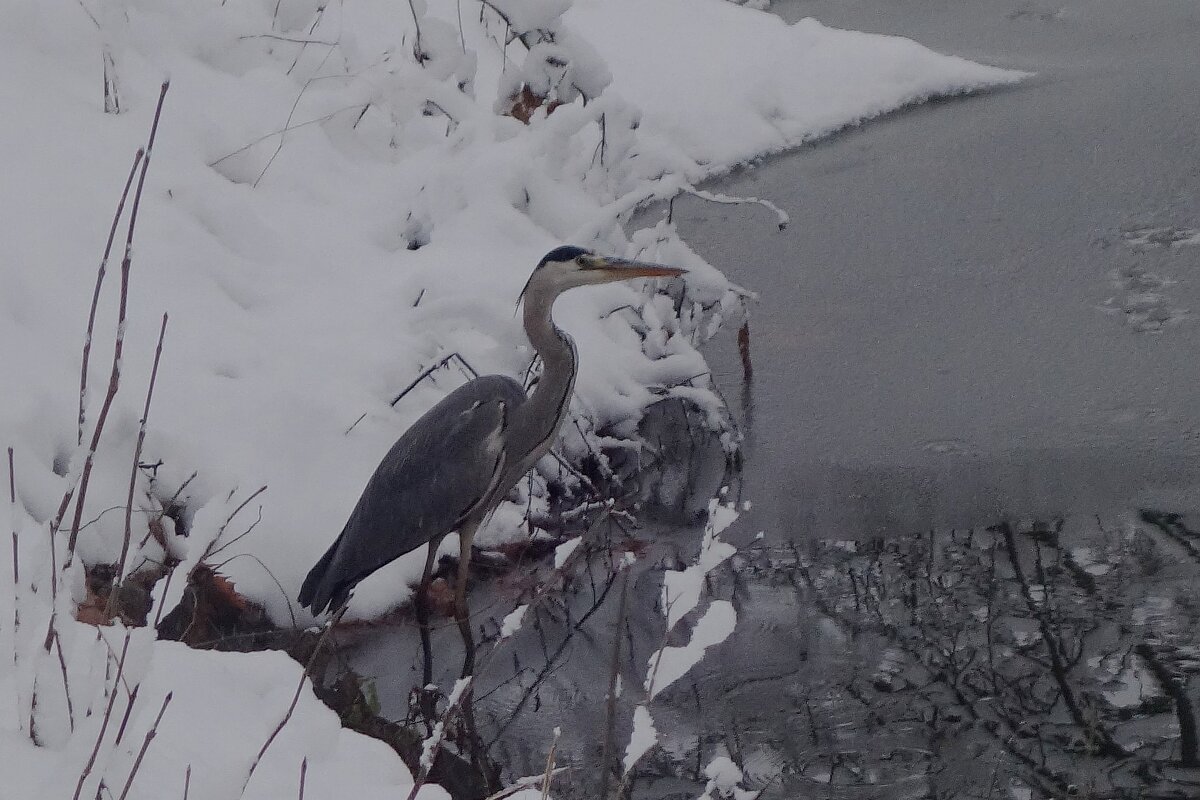 По первому ледку - Рита Симонова