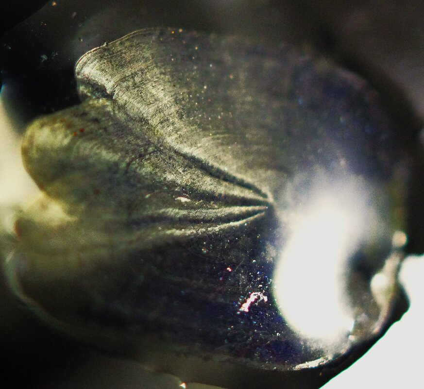 Ладожская щука... - Юрий Куликов