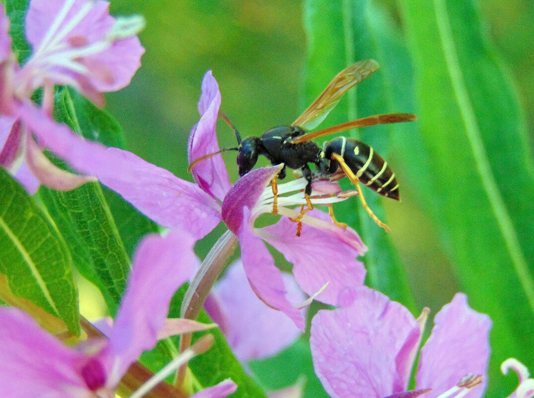 Самый вкусный цветок. - nadyasilyuk Вознюк