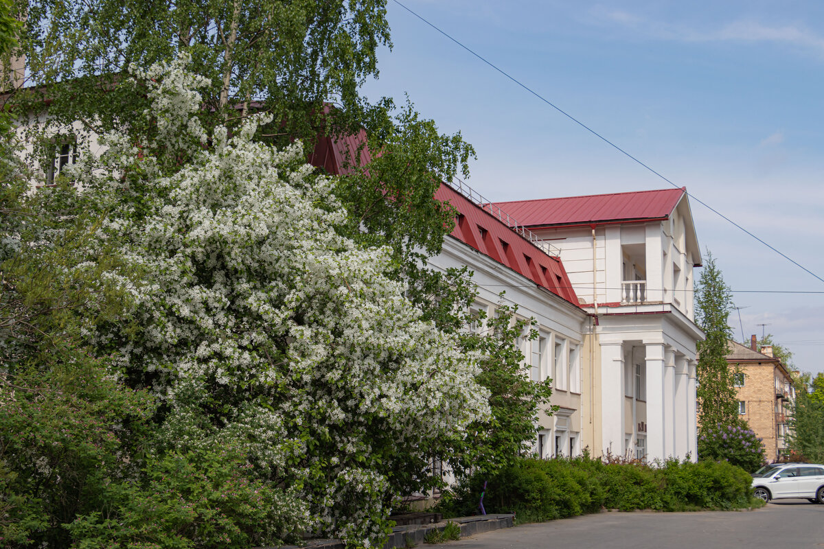 яблони в цвету... - navalon M