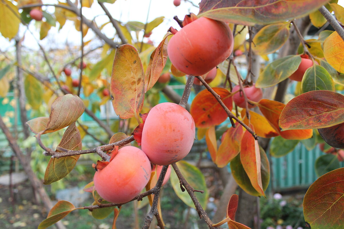 Хурма - Ирина 