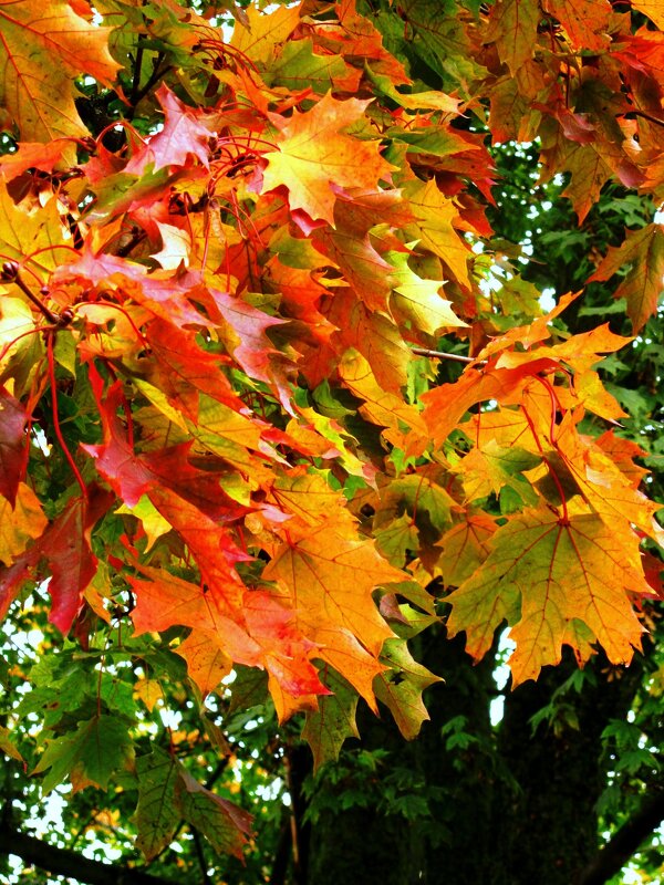 Красавец клен - Сергей Карачин