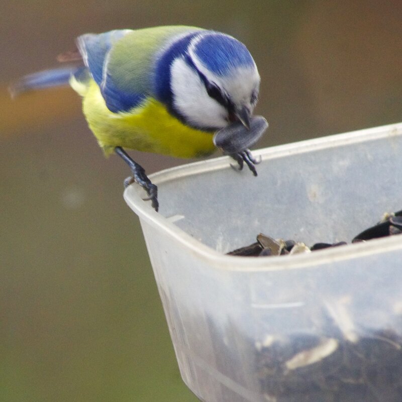 Лазоревка №2... - Юрий Куликов