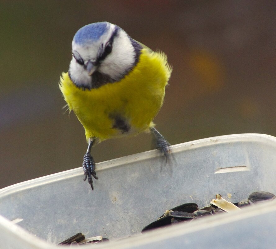 Лазоревка №3... - Юрий Куликов