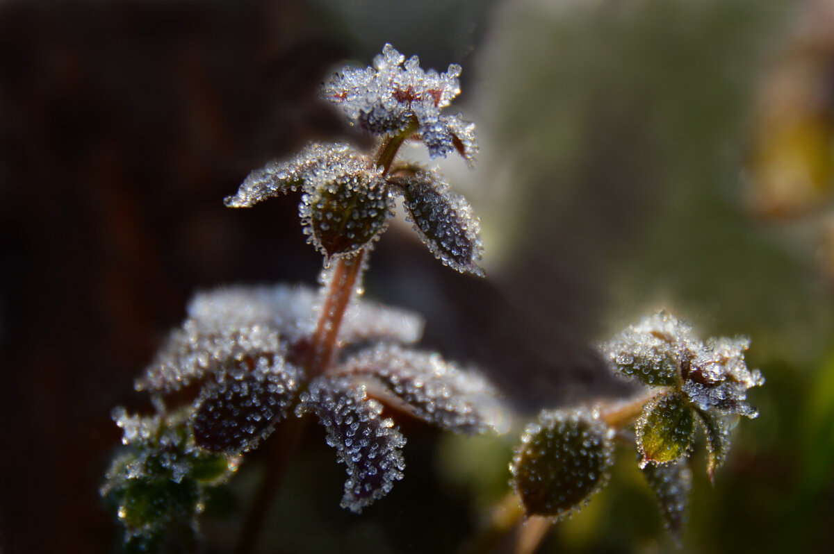 Блестят на солнце бриллианты-льдинки.... - Надежда Куркина 