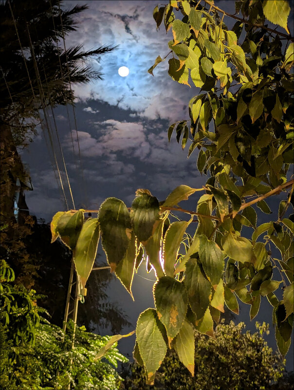 Очарование лунного вечера - Валерий Готлиб