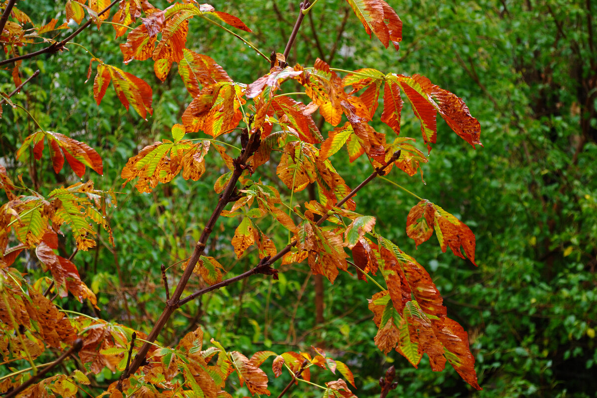 Осень - Александр Лычагин