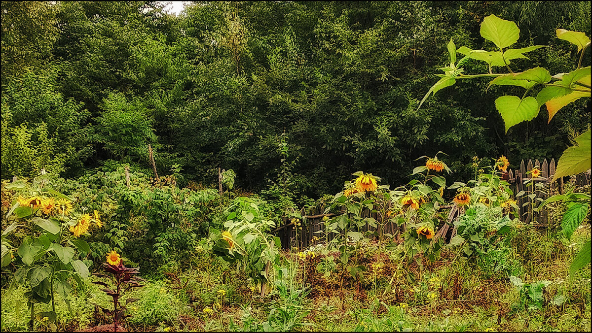 Подсолнухи - Людмила Фил