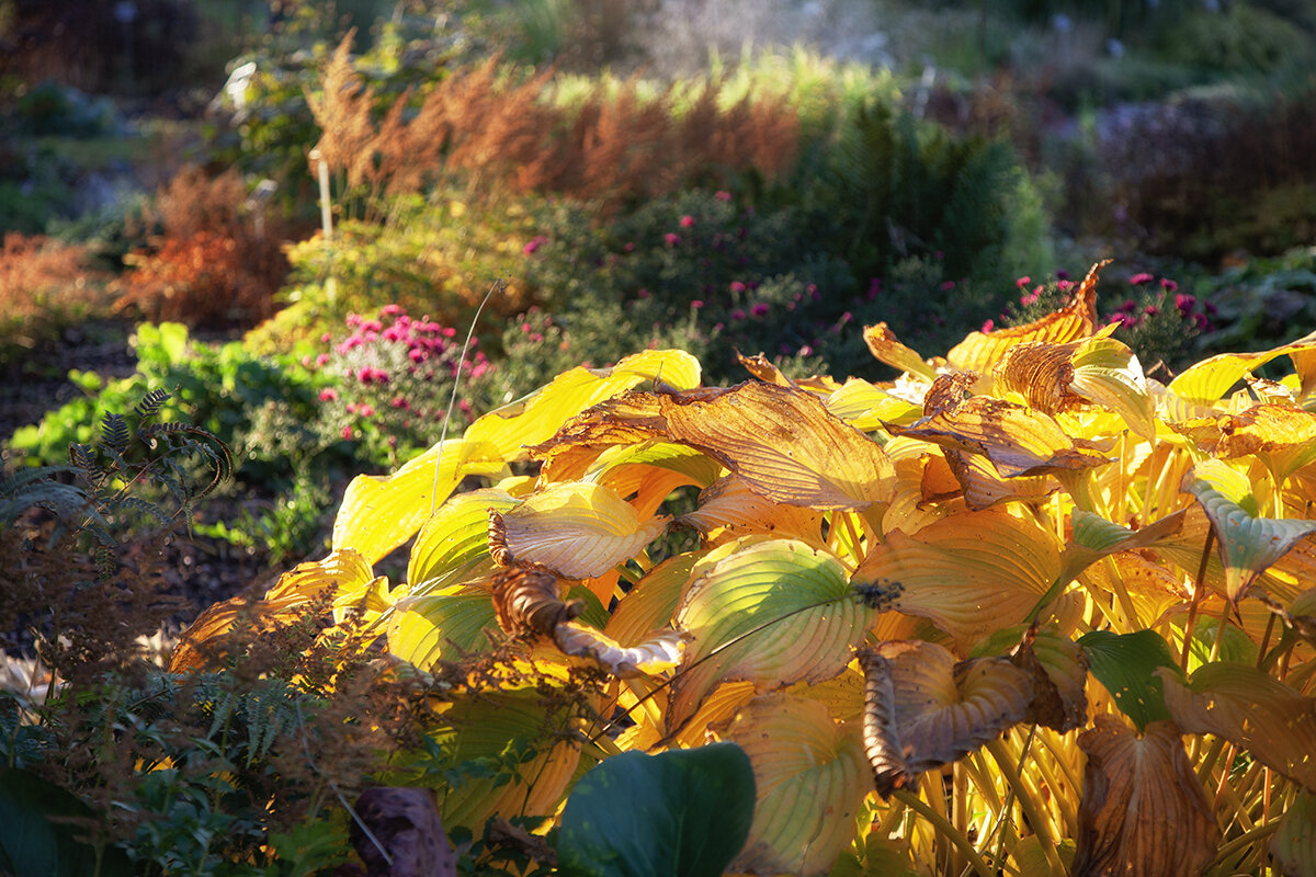 Горят осенние травы! - Лилия *