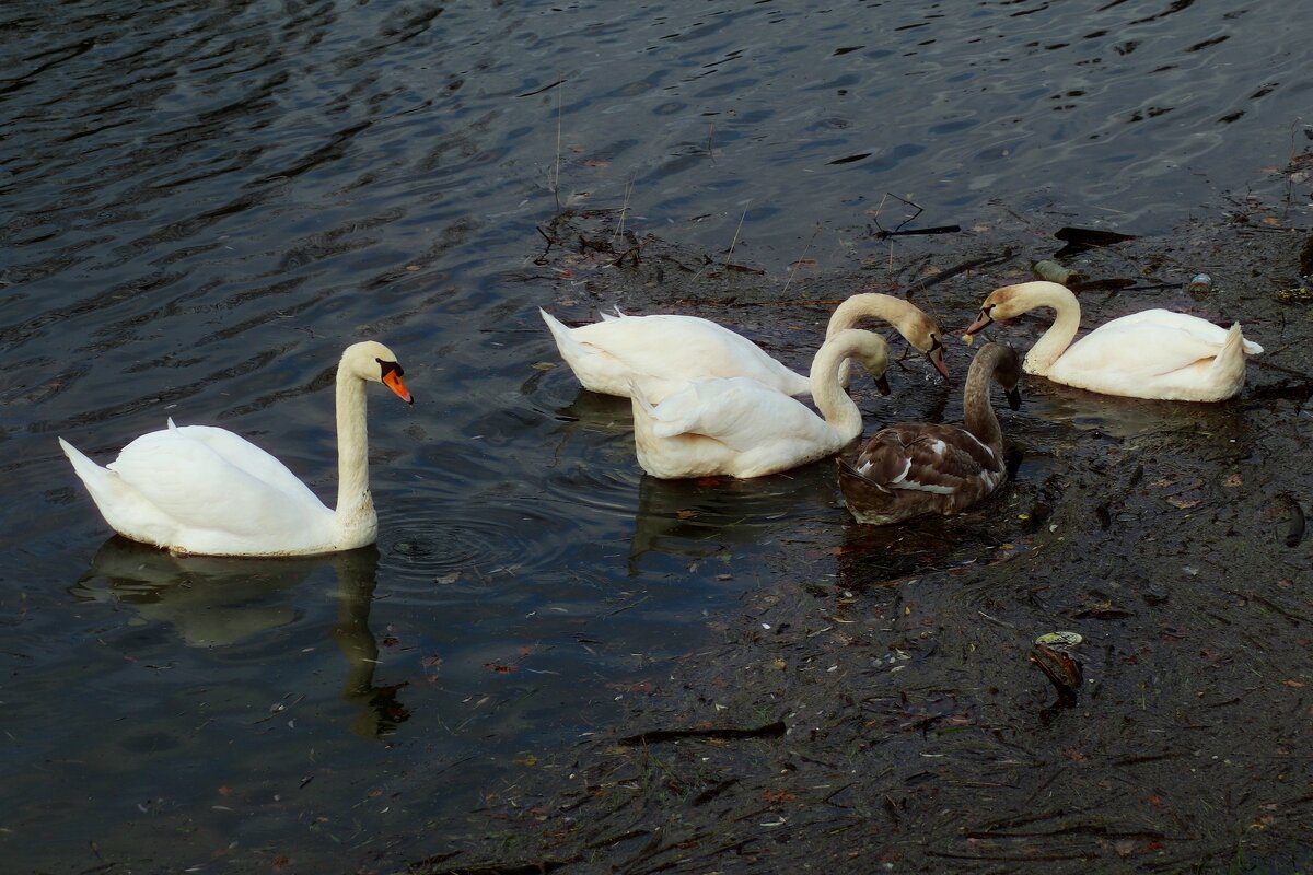 оть уже большие, но всё равно ещё дети - Юрий. Шмаков