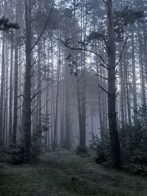 Туманное утро - Елена 